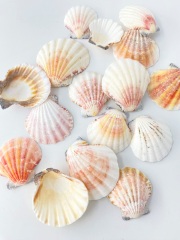 ピクテンローズ片面【約3.0～5.5ｃｍ】[メール便可-300ｇまで]  En:Pecten rose (size:3-5.5cm) 貝殻