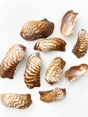 コンドルノハ 片面【約5～7cm】[メール便可-400gまで]  En:Arca zebura (size: 5-7cm) 貝殻