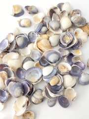 カイカイパープル【約1.0～2.5ｃｍ】[メール便可-400ｇまで] En: Cay Cay purple (Size:1-2.5cm) 貝殻