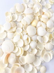 ミニツキガイ【約1.5～3.0ｃｍ/500ｇ】[メール便可-1袋まで]　En:  Codakia tigerina (Size:1.5-3cm, per 500g) 貝殻