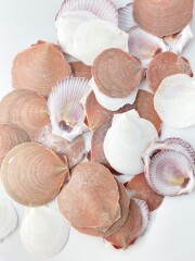 タカサゴツキヒガイ【約4.0～7.0ｃｍ/500g 】En: Amusium Pleuronectes (Size:9-10cm, per 500g) 貝殻