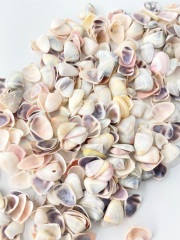ナミノコガイ【約1～2ｃｍ】[メール便可-300ｇまで]  En: Bean Clam(Size:1-2cm) 貝殻