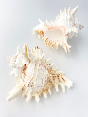 テングガイ【約14～16ｃｍ】En: Murex Ramosu (size:14-16cm) 貝殻