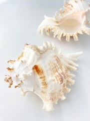 テングガイ【約18～20ｃm】En: Murex Ramosu (size:18-20cm) 貝殻