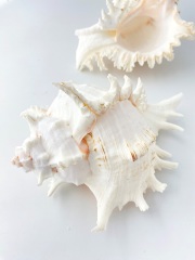テングガイ【約20～22ｃｍ】En: Murex Ramosu (size:20-22cm) 貝殻