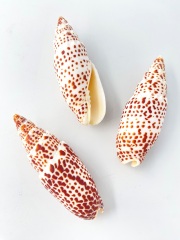 オニノキバフデ【約11～12.5ｃｍ/1個】  En: Mitra papalis (Size11-12.5cm, per 1pc) 貝殻