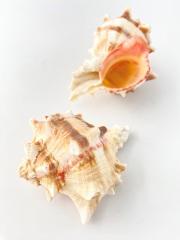 ボタンガンゼキ【11ｃｍ前後/1個】  En: Murex Brassica (size:11cm, per 1pc) 貝殻