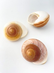 ラマルキアナ　自然【約7ｃｍ前後/1個】 En: Ryssota Lamarkiana (Size:7cm, per 1pc) 貝殻