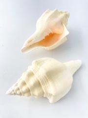 クチベニシャンクガイ【16ｃｍ前後/1個】 En: Turbinella angulata(Size:16cm, per 1pc) 貝殻