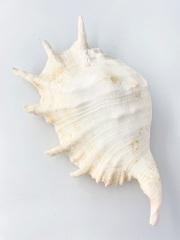 ラクダガイ【約30ｃｍ前後/1個】  En: Giant spider conch(Size:30cm, per 1pc) 貝殻