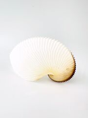 アオイガイ(国産）【12ｃm前後/1個】  - Not for overseas sale - 貝殻