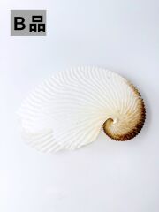 アオイガイ(国産）B品【11ｃｍ以下/1個】  - Not for overseas sale - 貝殻
