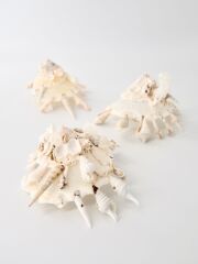 クマサカガイB品【約8～10ｃｍ/1個】  En:Pallid Carrier (Size:8-10cm, per 1pc) 貝殻