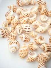 バイガイ-小-【約2～3ｃｍ】[メール便可-200g]　En:  Babalonia Areolata (Size:2-3cm) 貝殻