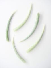 ミズイロツノガイ【約6～8cｍ/5本】[メール便可-25袋まで]  En:Dentalium aprinum (size:6-8cm, per 5pcs) 貝殻