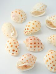 ウラシマガイ【約3.5～5ｃｍ/10個】[メール便可-4袋まで]     En: Phalium bisulcata var (Size:3.5-5cm,per 10pcs) 貝殻