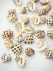 イガレイシ【約1.5～2.5ｃｍ/約50ｇ】  En: Drupa ricinus (Size:1.5-2.5cm, per 50g) 貝殻