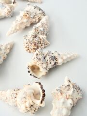 オニノツノガイ【約6.0～10.0ｃｍ】  En: Cerithium nodulosum Bruguire (Size:6-10cm) 貝殻