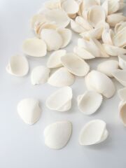 大きめの白い貝殻 Amazon.co.jp: KMGDM 大型ホワイトホタテ貝殻 絵画やビーチ