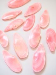 貝殻の問屋さん- 世界の貝殻・自然素材・サンゴ砂を直輸入・卸売通販