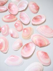 国産オオモモノハナ-片面-【約2.0～3.5ｃｍ/約10ｇ(約20枚)】[メール便可] 貝殻