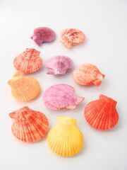 ヒオウギガイ両面ミックス【約4～6cm/10個入】[メール便可-1袋まで]  En: Pecten Nobilis pair assorted color (size:4-6cm, per 10pcs) 貝殻