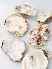日本海産 天然岩牡蠣（イワガキ・岩ガキ）【12～15cm前後/3枚】En: rock oyster(size:approx.12～15cm, per 3pcs) 貝殻
