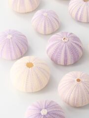 4月のお買い得 [20%OFF]バイオレットウーチン（シラヒゲウニ）【約4～6ｃｍ】　En:  Colector urchin (Size:4-6cm) 貝殻