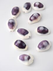 シプレアマニータパープルトップ【約1.5～2.5ｃｍ/10個】[メール便可-20袋まで] En: Cyprea moneta polished purple - (Size:1.5-2cm, per 10pcs) 貝殻