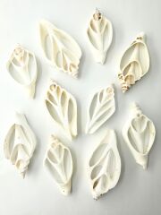 カット カナリウム ホワイト(サザナミスイショウガイ)【6cm前後】[メール便可]En: Shell Cut, Canarium white 貝殻