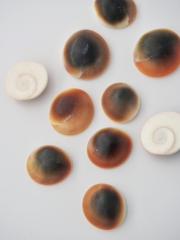 貝殻の問屋さん- 世界の貝殻・自然素材・サンゴ砂を直輸入・卸売通販