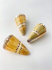 イタチイモ（磨き）【7cm前後/1個】 En:  Conus mustelinus (size: 7cm, per 1pc) 貝殻