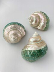 ターボブロゴス真珠磨き・グリーン(アフリカヤコウガイ)【9ｃｍ前後/1個】En:Turbo Burgess polished green(Size:9cm, per 1pc) 貝殻