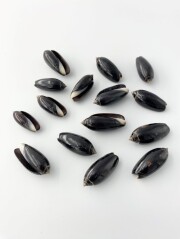 クロマクラガイ【約2～3.5ｃｍ/10個入】[メール便可]  En: Black Olive(size:2-3.5cm, per 10pcs)   貝殻