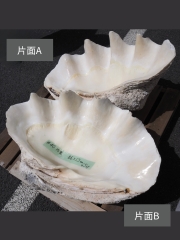 オオジャコガイ-おまかせ発送-  送料込み商品 貝殻