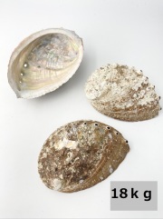 クロアワビ(自然)【約13～15ｃｍ/約18ｋｇ】  En:  Haliotis discus (size: 13-15cm, per 18ｋｇ) 貝殻