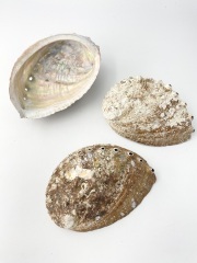 クロアワビ(自然)【約9～11ｃｍ/5枚】 En: Haliotis discus hannai(Size:9-11cm,per 5pcs) 貝殻