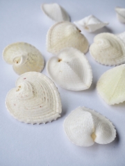 大きめの白い貝殻 Amazon.co.jp: KMGDM 大型ホワイトホタテ貝殻 絵画やビーチ