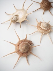 リンボウガイ確認用 サルボウガイ｜貝のなかま｜浦安水辺の生き物図鑑