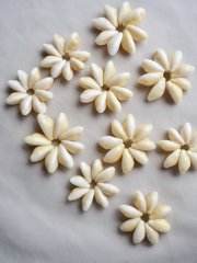 貝の種類から選ぶ