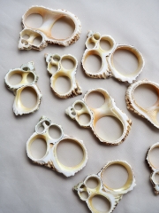 タカラガイカットNo.2(ハナビラダカラ)【約1.8～2.5cm/10個】[メール便