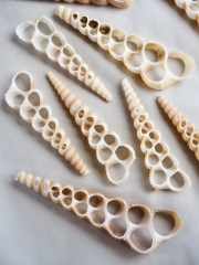 オーム貝　二種セット断面カットとカットなし カットノドロソン(オニノツノガイ)【約6～9cm】[メール便可]En: Shell