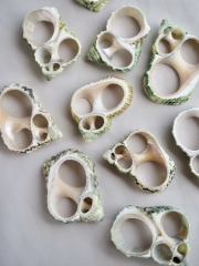 エヌです　COWRIES　マリコリセテダカラガイ　貝殻　おまけ付き 超大特価！ COWRIES ウスアカネダカラガイ 貝殻 宝貝 - メルカリ