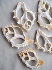 カットミヤコボラ【約5.5～7.5cm】[メール便可] En:Shell Cut, Bursa Espinosa 貝殻