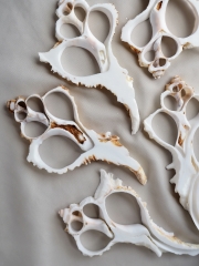 カットラモス(テングガイ)【約9～11cm】[メール便可]En:Shell Cut, Murex Ramosus 貝殻