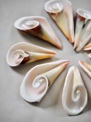 貝殻の問屋さん- 世界の貝殻・自然素材・サンゴ砂を直輸入・卸売通販