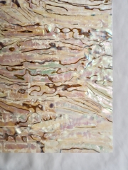 貝殻シート#4 ニュージーランドアバロン(パウアシェル)【14×24cm 厚さ0.18-0.2mm 】En: Shell veneer -paua shell 貝殻