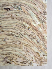 アワビ　シェルシート　120枚セット アワビ シェルシート 120枚セット