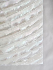 貝殻シート#35 ターバンシェル【14×24cm 厚さ0.18-0.2mm 】En: Shell veneer -turbo shell 貝殻