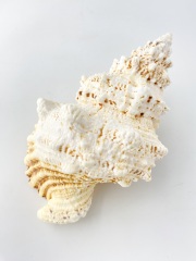 シロナルトボラ【23ｃｍ前後/1個】 En: Tutufa bubo(Size:approx.23cm, per 1pc) 貝殻